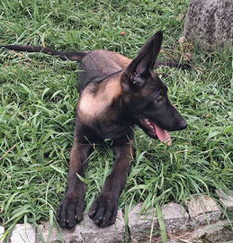 Cuccioli di pastore belga malinois carbone