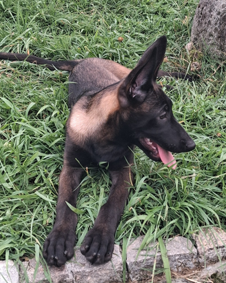 Cuccioli di pastore belga malinois carbone