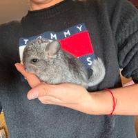 Cuccioli cincillà disponibili