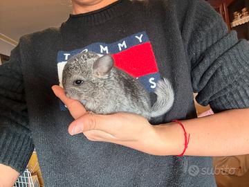 Cuccioli cincillà disponibili