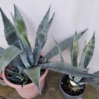 Agave piante