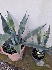 Agave piante