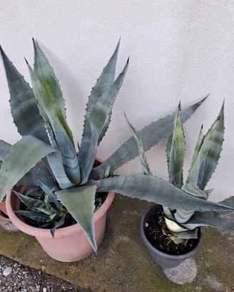 Agave piante