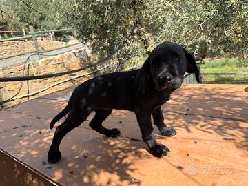 Labrador da lavoro