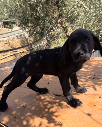 Labrador da lavoro