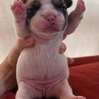 Bulldog francese