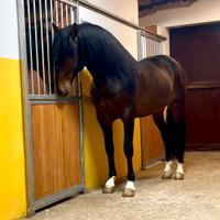 Cavallo spagnolo p.r.e