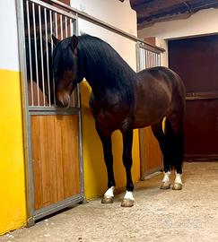 Cavallo spagnolo p.r.e