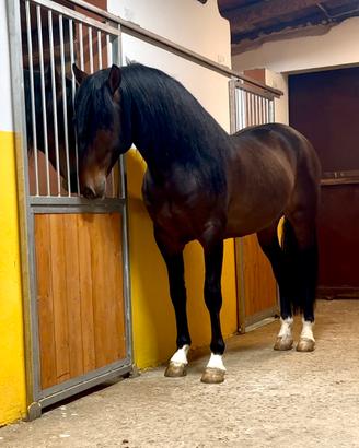 Cavallo spagnolo p.r.e