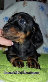 Bassotto tedesco pelo corto pedigree Enci