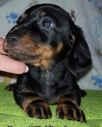 Bassotto tedesco pelo corto pedigree Enci