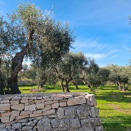 TERRENO MOLFETTA SUD