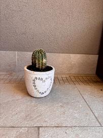 Piccolo cactus ornamentale con vaso decorato