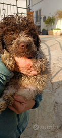Lagotto romagnolo