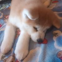 Cucciolo akita fulvo