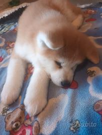 Cucciolo akita fulvo