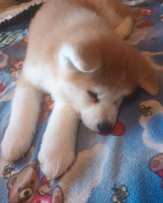 Cucciolo akita fulvo