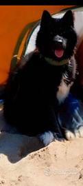 Cane akita americano da 3 anni