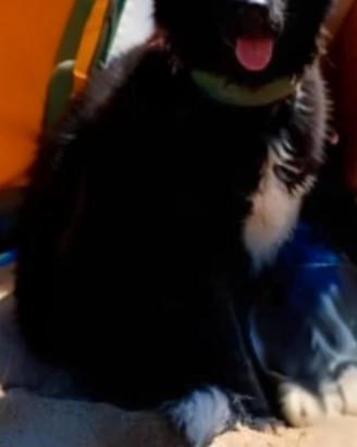 Cane akita americano da 3 anni