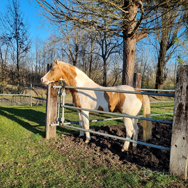 Stallone Paint horse