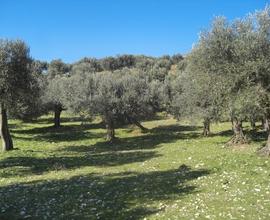 Uliveto (70 piante secolari) a Ferentino (FR)