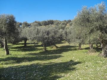 Uliveto (70 piante secolari) a Ferentino (FR)