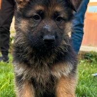 Cuccioli Pastore Tedesco Sassari