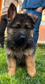 Cuccioli Pastore Tedesco Sassari