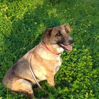 Adotta cagnolina dolce (meticcia)