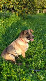 Adotta cagnolina dolce (meticcia)