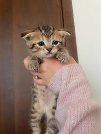 Vendita gattini scottish fold
