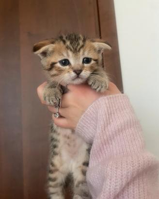 Vendita gattini scottish fold