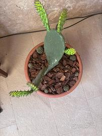 Fico d’India con corona di cactus