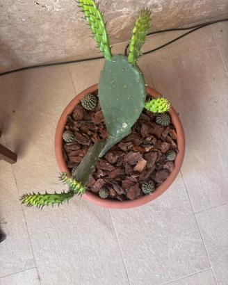 Fico d’India con corona di cactus