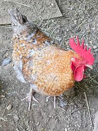 Gallo puro olive egger