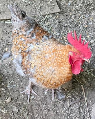 Gallo puro olive egger