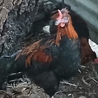 Galline e galli Marans - uova cioccolato