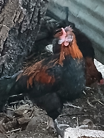 Galline e galli Marans - uova cioccolato