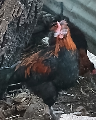 Galline e galli Marans - uova cioccolato