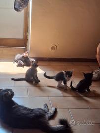 Regalasi 4 gattini