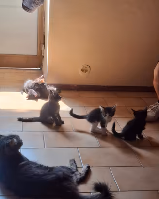 Regalasi 4 gattini