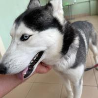 Cane Husky
