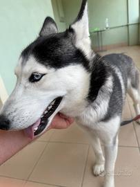 Cane Husky