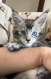 Maine coon XXL occhi blu pedigree