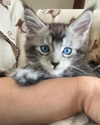 Maine coon XXL occhi blu pedigree