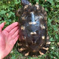Testudo Marginata sarda eterozigote albino
