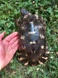 Testudo Marginata sarda eterozigote albino