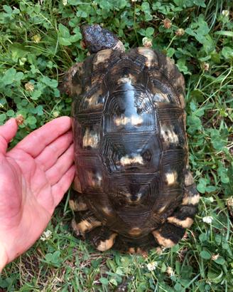 Testudo Marginata sarda eterozigote albino