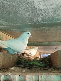Colombe bianche