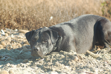 Simil corso in adozione